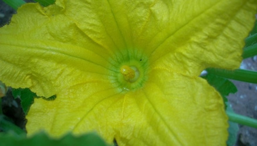 Squash provide an excellent starting place for beginners to learn pollination techniques. Squash provide an excellent starting place for beginners to learn pollination techniques.