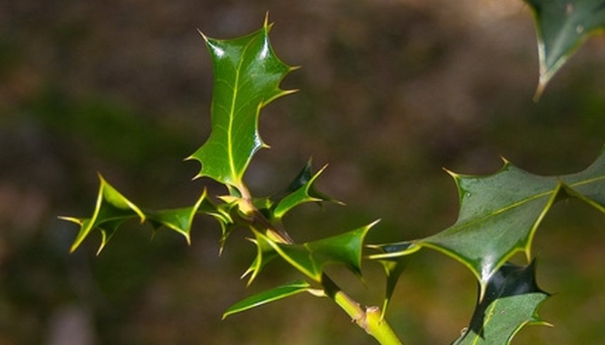 Leaves of holm oak (encina in Spanish) Leaves of holm oak (encina in Spanish)