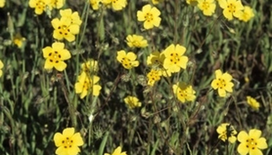 Rockroses of the genera Cistus and Tuberaria occur in Morocco. Rockroses of the genera Cistus and Tuberaria occur in Morocco.
