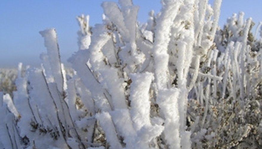 sagebrush sagebrush