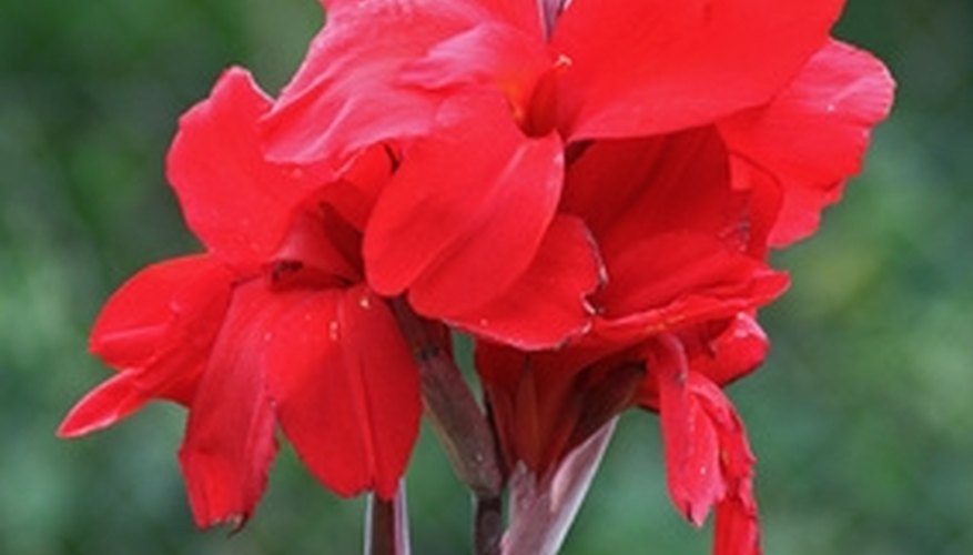 Canna plants are related to bananas. Canna plants are related to bananas.