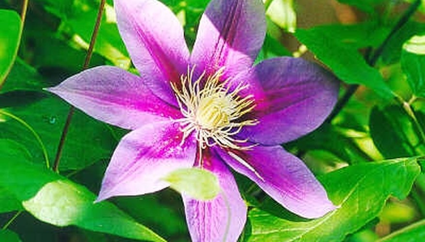 Care for the Clematis Plant Care for the Clematis Plant