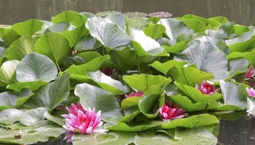 Lily pads are not hard to remove. Lily pads are not hard to remove.