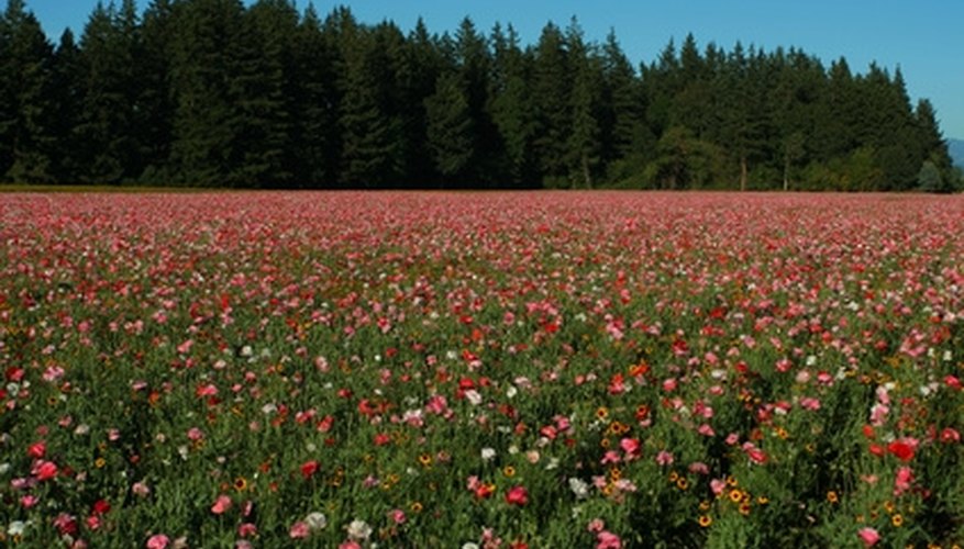 Fertile Oregon Farmland Fertile Oregon Farmland