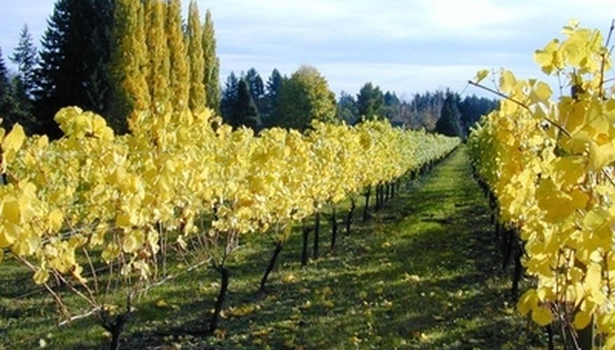 Orchards In Oregon Orchards In Oregon