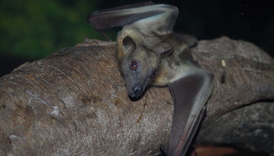 Bats can cause serious problems for homeowners. Bats can cause serious problems for homeowners.