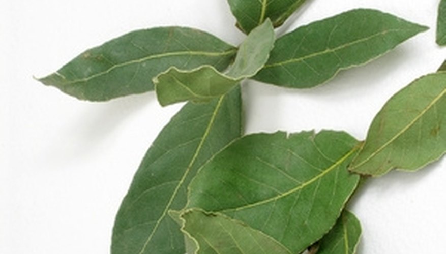 The leaves of a bay tree are commonly used to season stews and soups. The leaves of a bay tree are commonly used to season stews and soups.