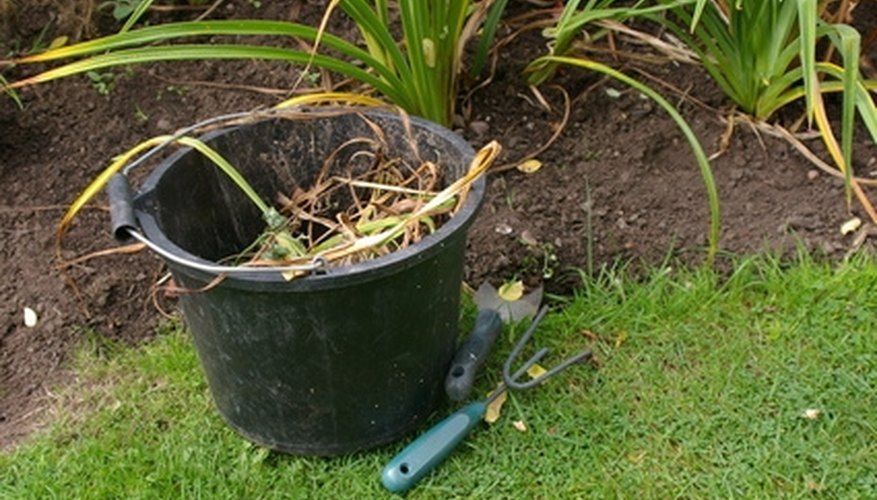buckthorn weed kill weeds killer iris bulbs killing garden winter homemade yard solution fotolia