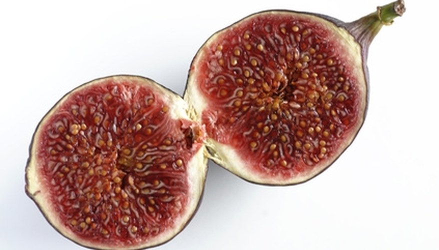 The mission fig tree produces dark purple or black fruit. The mission fig tree produces dark purple or black fruit.