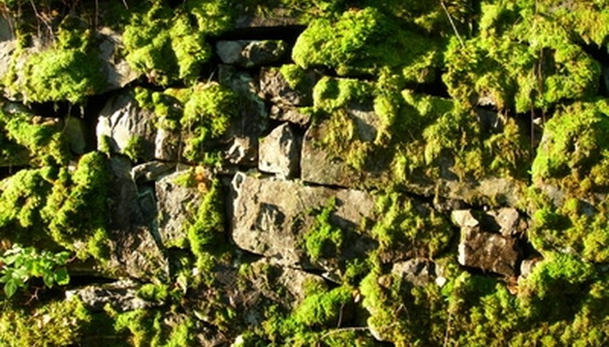 how-to-landscape-with-moss-rock-garden-guides