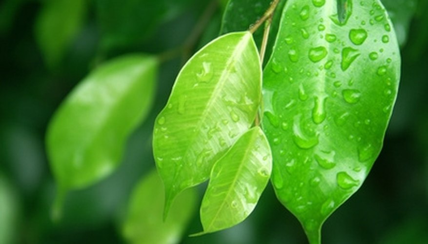 Check leaves for signs of ill health. Check leaves for signs of ill health.