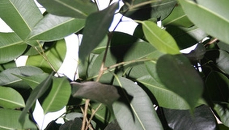 Ficus trees can be destroyed by whitefly. Ficus trees can be destroyed by whitefly.