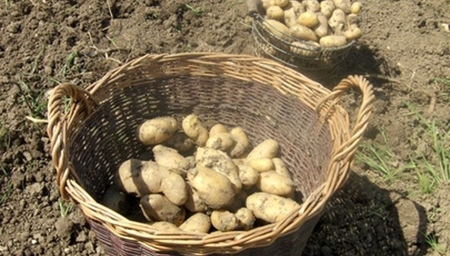 Put potatoes on your gardening list. Put potatoes on your gardening list.