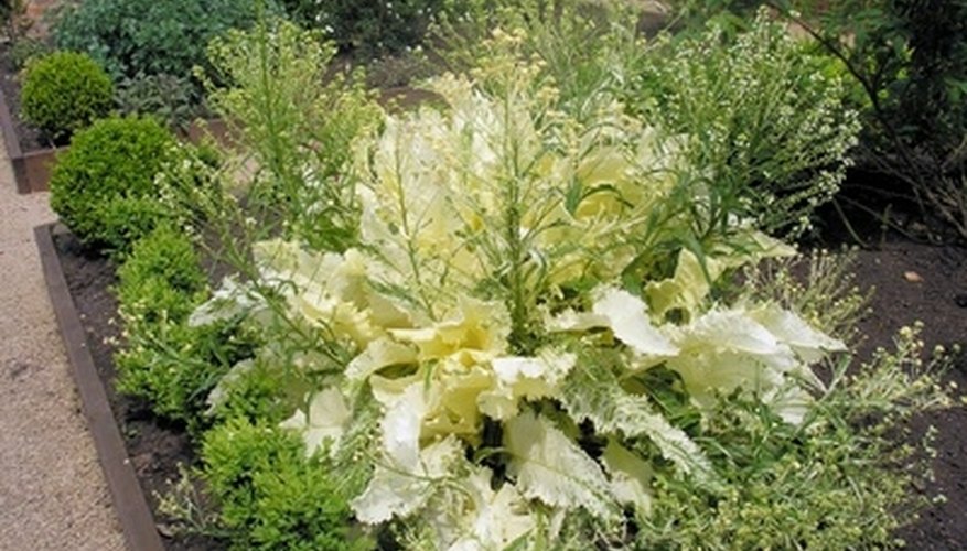 Horseradish can dominate an herb garden. Horseradish can dominate an herb garden.
