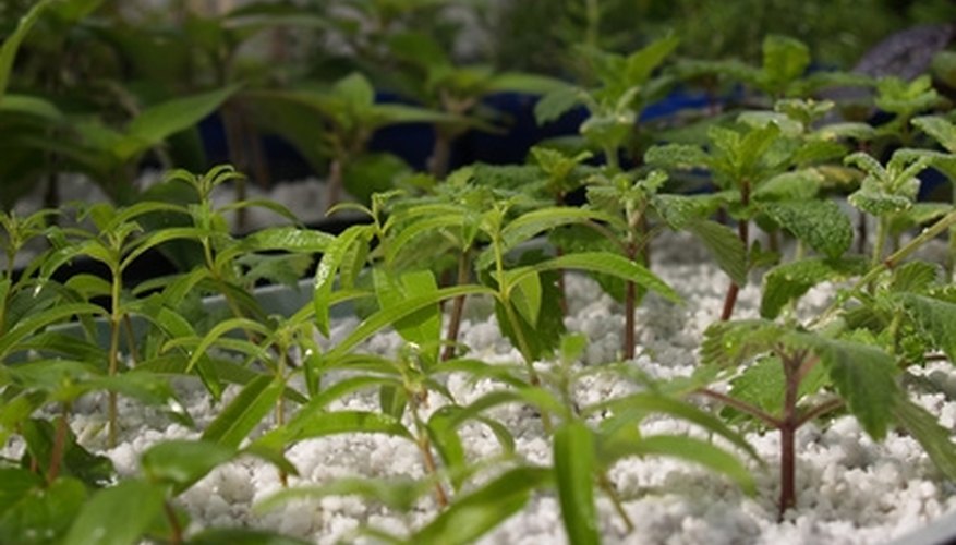 Almost time to transplant these seedlings into a grow bag. Almost time to transplant these seedlings into a grow bag.