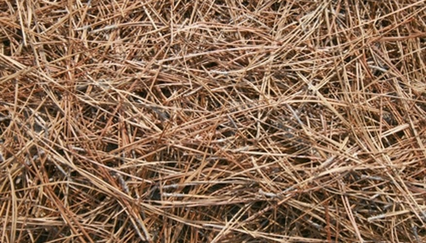 Fallen needles still contribute to a tree's health. Fallen needles still contribute to a tree's health.