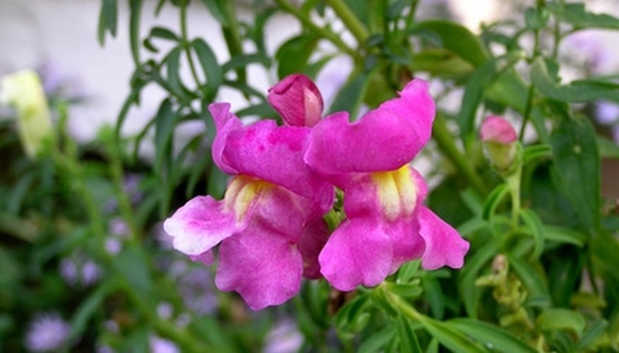 Snapdragon blooms are vibrant and reminiscent of a dragon's mouth. Snapdragon blooms are vibrant and reminiscent of a dragon's mouth.