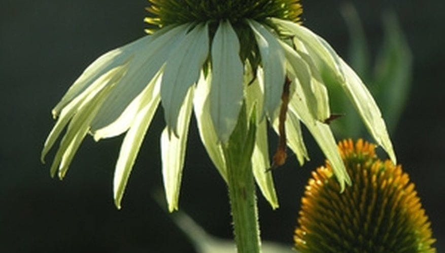 Coneflowers get their name from their distinctive shape. Coneflowers get their name from their distinctive shape.