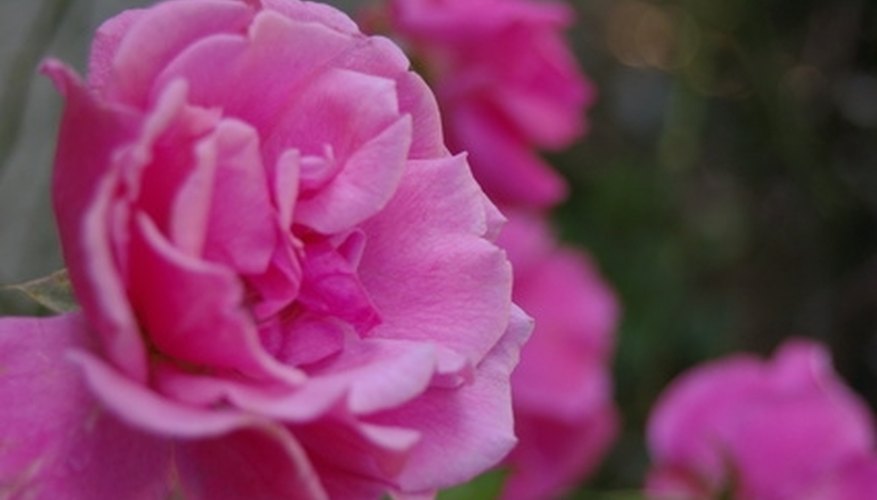 Caring for Knock Out rose trees in the winter will promote healthy blooms in the spring. Caring for Knock Out rose trees in the winter will promote healthy blooms in the spring.