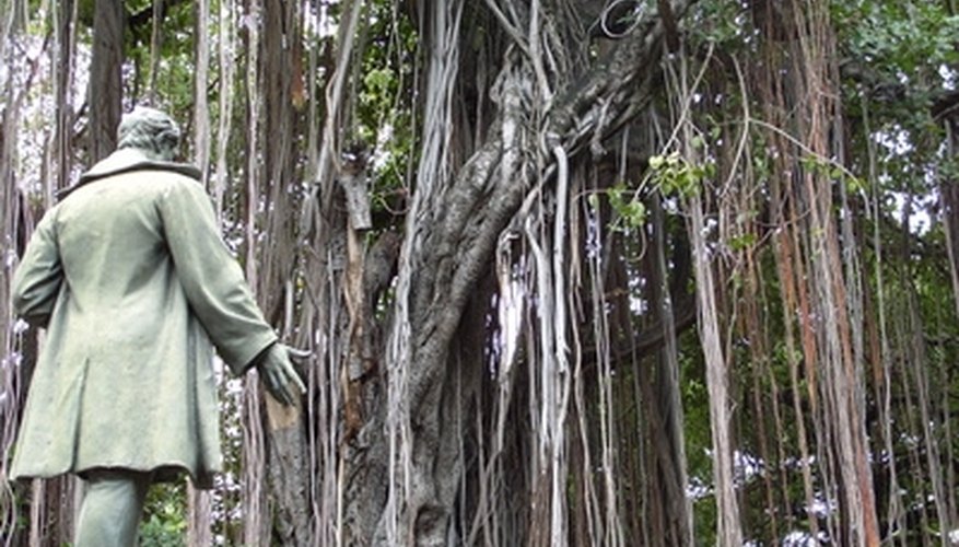 Liana plants are vines that can grow up to 3,000 feet in length Liana plants are vines that can grow up to 3,000 feet in length