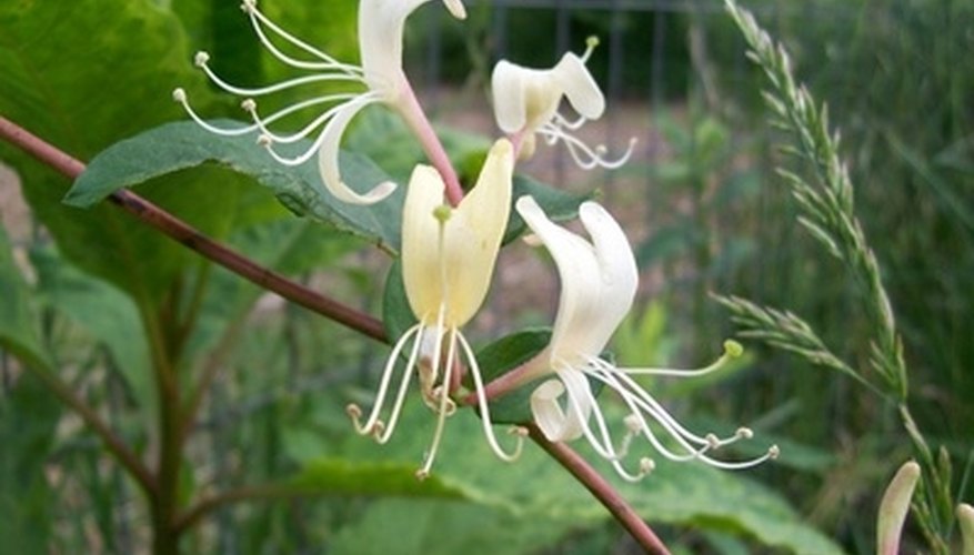 Japanese honeysuckle shows off its dramatic white blooms. Japanese honeysuckle shows off its dramatic white blooms.