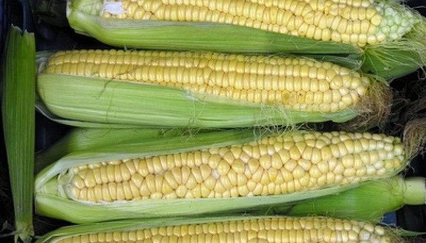 GM corn is designed to yield plants that are nearly identical. GM corn is designed to yield plants that are nearly identical.