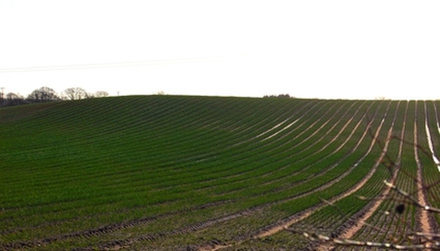 Genetically modified seeds are almost always planted in large monocultures. Genetically modified seeds are almost always planted in large monocultures.