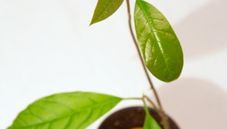 Avocado trees are fast-growing plants that do well indoors. Avocado trees are fast-growing plants that do well indoors.