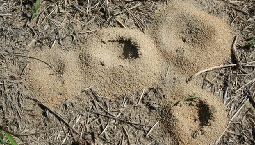 Anthills can be destroyed to solve ant problems in your home. Anthills can be destroyed to solve ant problems in your home.
