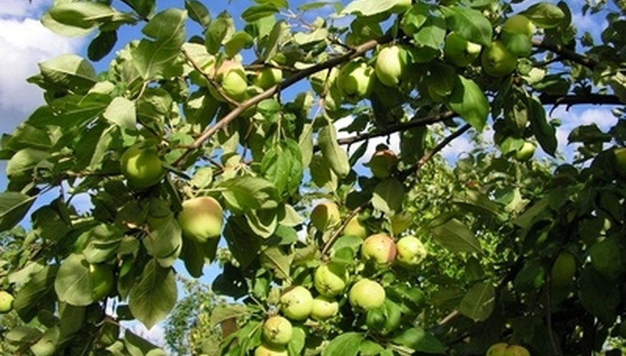 Transparent apples are pale yellow and ripen earlier than many other apples. Transparent apples are pale yellow and ripen earlier than many other apples.