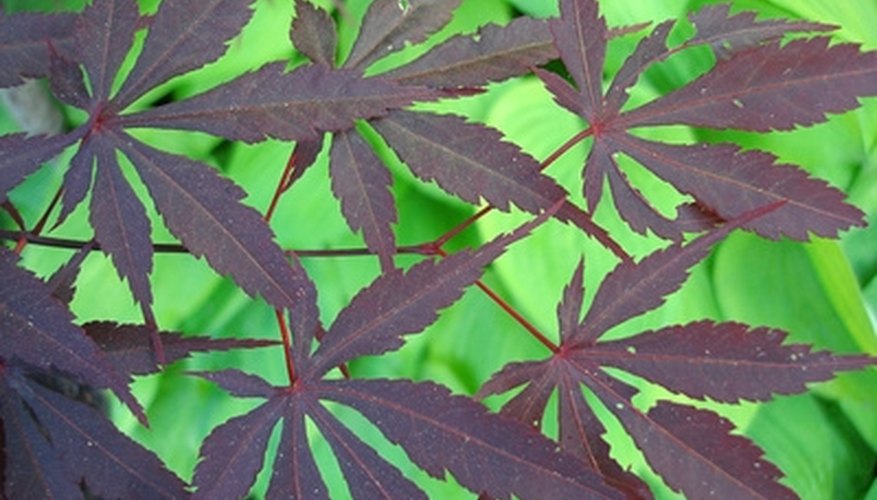Japanese maple trees come in many sizes and colors. Japanese maple trees come in many sizes and colors.