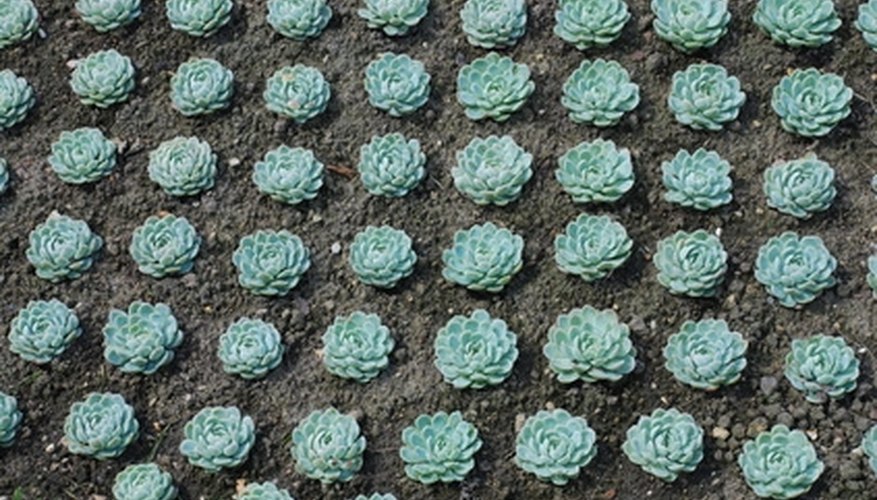 Succulents started from leaf pulls. Succulents started from leaf pulls.