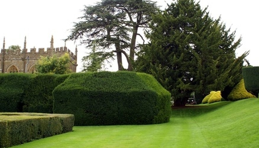 Evergreen hedges and trees seen around homes are often arborvitae. Evergreen hedges and trees seen around homes are often arborvitae.
