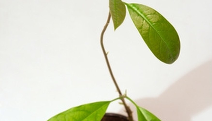 Planting avocados from seeds is helped by full sunlight. Planting avocados from seeds is helped by full sunlight.