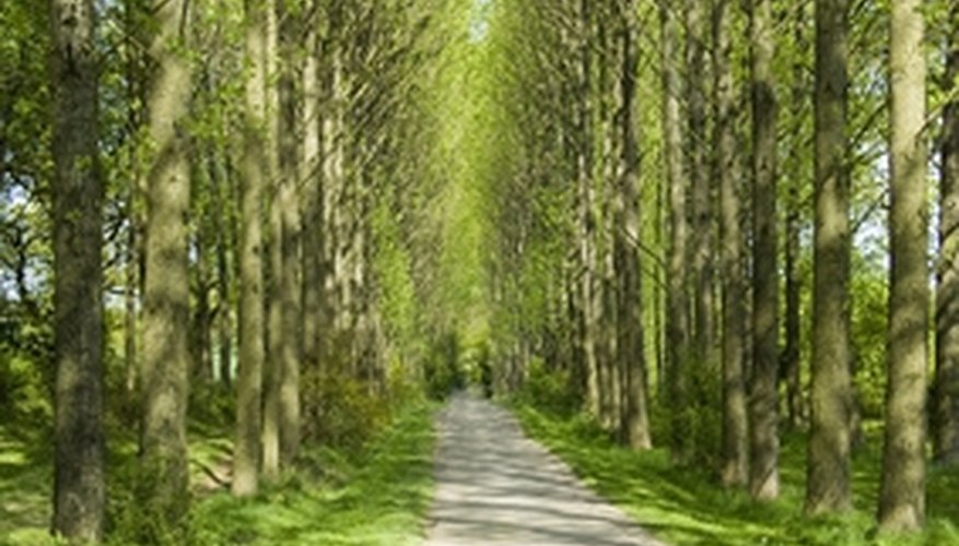 Poplar trees are tall and narrow - a good choice for lining country driveways Poplar trees are tall and narrow - a good choice for lining country driveways