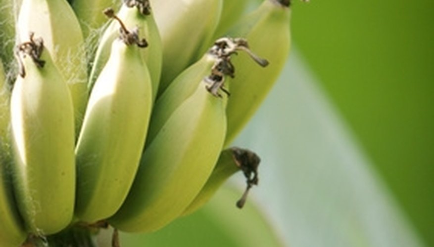 A banana tree likes a sunny location. A banana tree likes a sunny location.