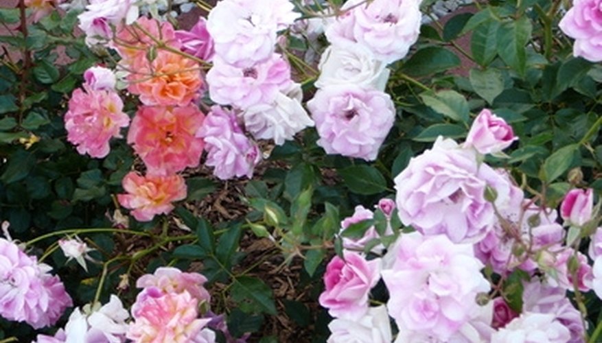 Knock Out and Carpet roses have smaller blooms than other types of roses. Knock Out and Carpet roses have smaller blooms than other types of roses.
