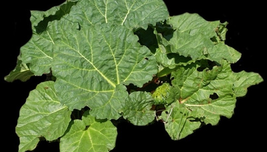 Fresh Rhubarb leaves Fresh Rhubarb leaves