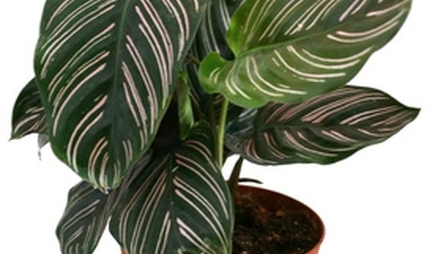 Identification of Indoor House Plants | Garden Guides