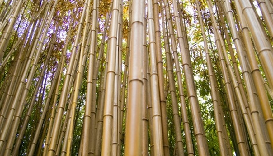 Bamboo is native to Missouri, and many imported varieties grow well there too. Bamboo is native to Missouri, and many imported varieties grow well there too.