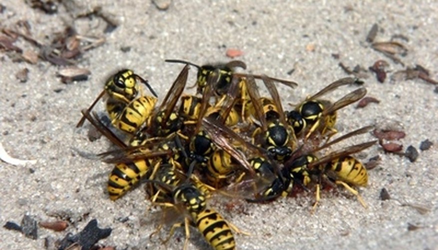Some flying insects, like wasps, can cause severe harm to humans and their pets. Some flying insects, like wasps, can cause severe harm to humans and their pets.