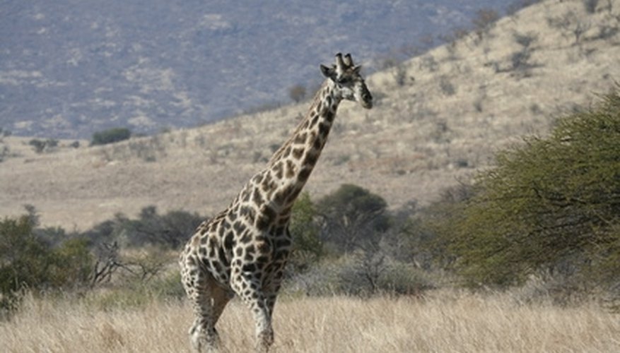 Savannas exist around all around the world, being created by both natural and human factors. Savannas exist around all around the world, being created by both natural and human factors.