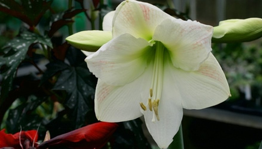 Amaryllis originate from South America. Amaryllis originate from South America.