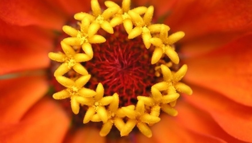 A gorgeous orange zinnia blossom. A gorgeous orange zinnia blossom.