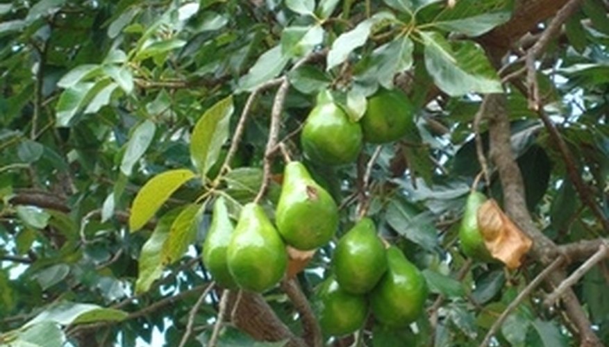 Avocado tree fully loaded with fruit Avocado tree fully loaded with fruit