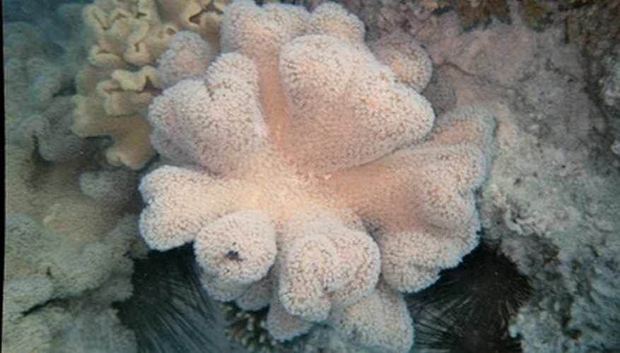 Traces of coral can be found fossilized in limestone. Traces of coral can be found fossilized in limestone.