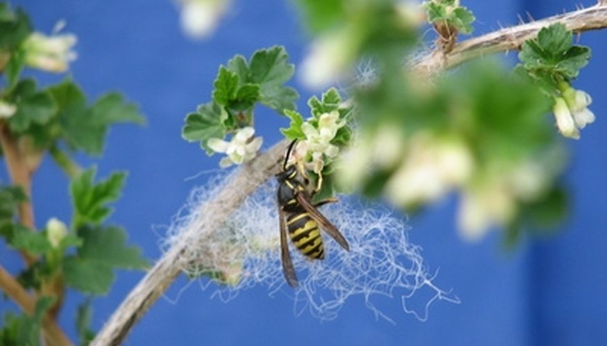 Even though they sting, the wasp is a beneficial creature. Even though they sting, the wasp is a beneficial creature.