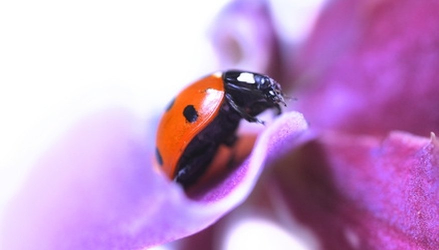 Ladybugs have adapted to live in places all around the world. Ladybugs have adapted to live in places all around the world.