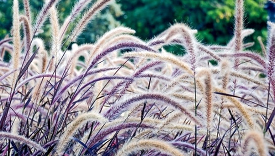 Ornamental grasses come in a range of colors. Ornamental grasses come in a range of colors.