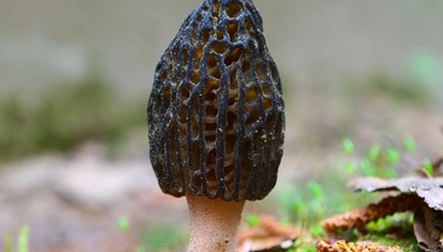 The ddible wild morels is Minnesota's state mushroom. The ddible wild morels is Minnesota's state mushroom.